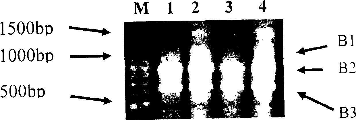 Gene BjCET2 of Indian mustard cation transport protein family and its protein