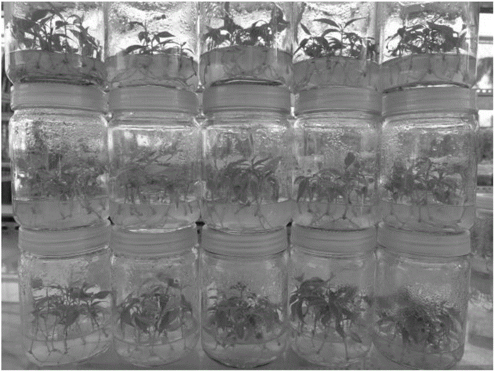 A rooting method for tissue-cultured shoots of cinnamomum camphora (L.) presl