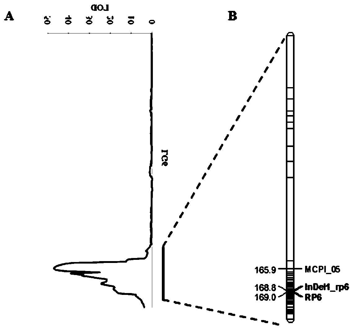 A kind of indel molecular marker and its primer and application for identifying watermelon peel texture characteristics