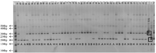 A kind of indel molecular marker and its primer and application for identifying watermelon peel texture characteristics