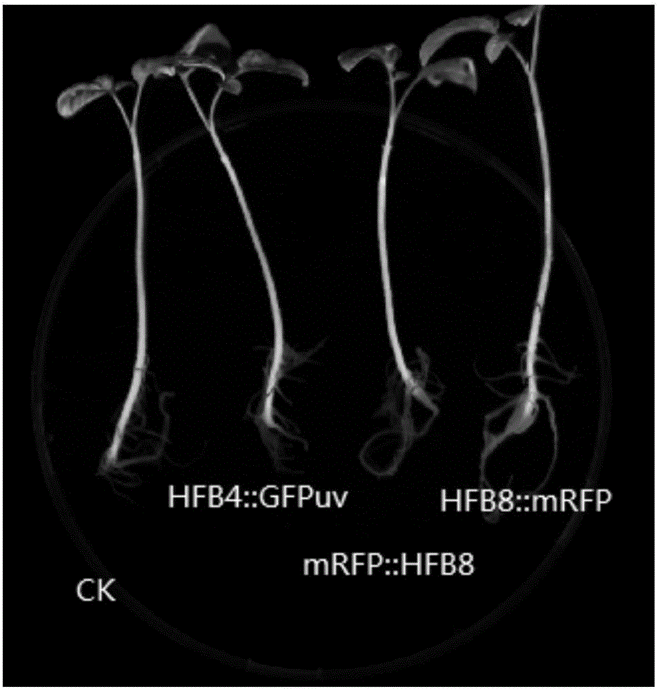 Protein for promoting root surface colorization of trichoderma harzianum and application of protein