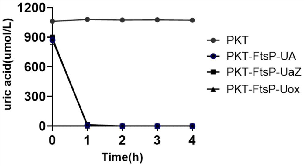 Functional gene segment for reducing blood uric acid level, recombinant strain and application