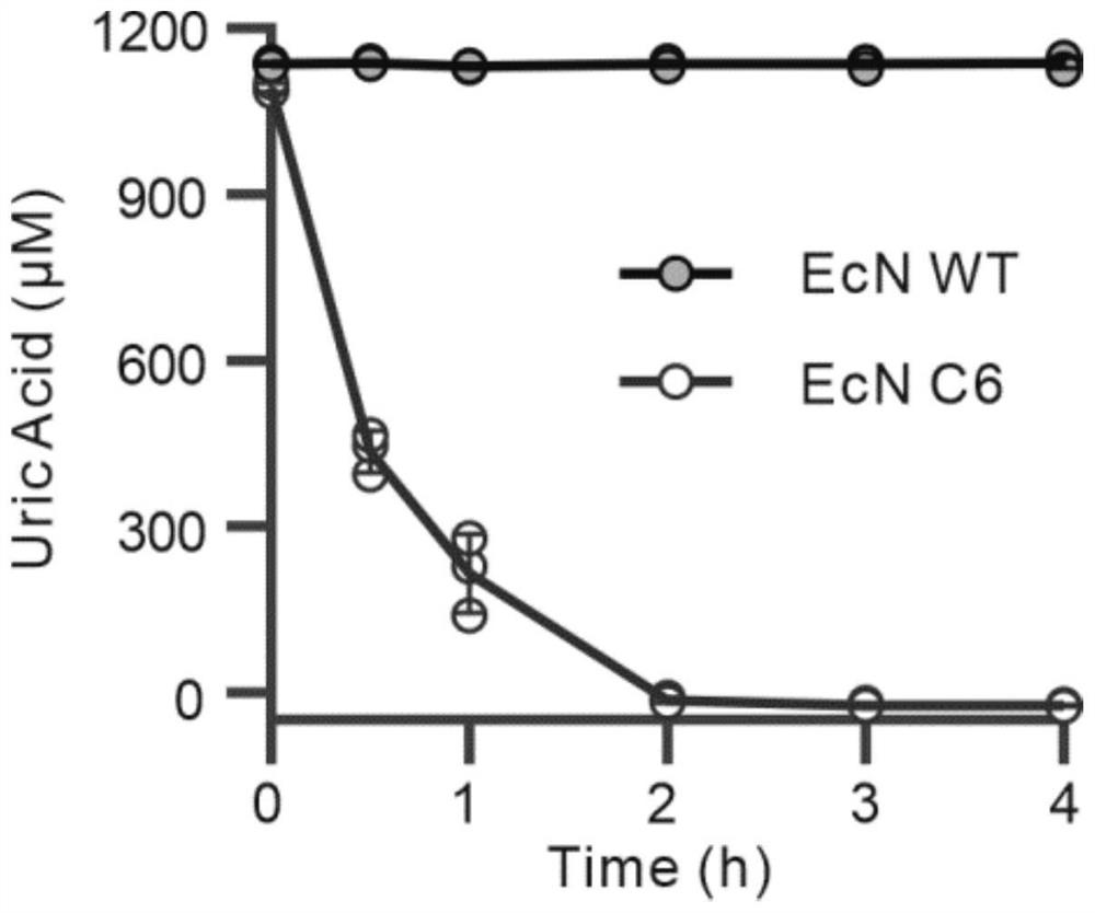 Functional gene segment for reducing blood uric acid level, recombinant strain and application