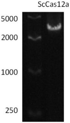 Application of novel ScCas12a protein in nucleic acid detection