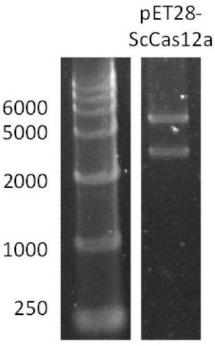 Application of novel ScCas12a protein in nucleic acid detection