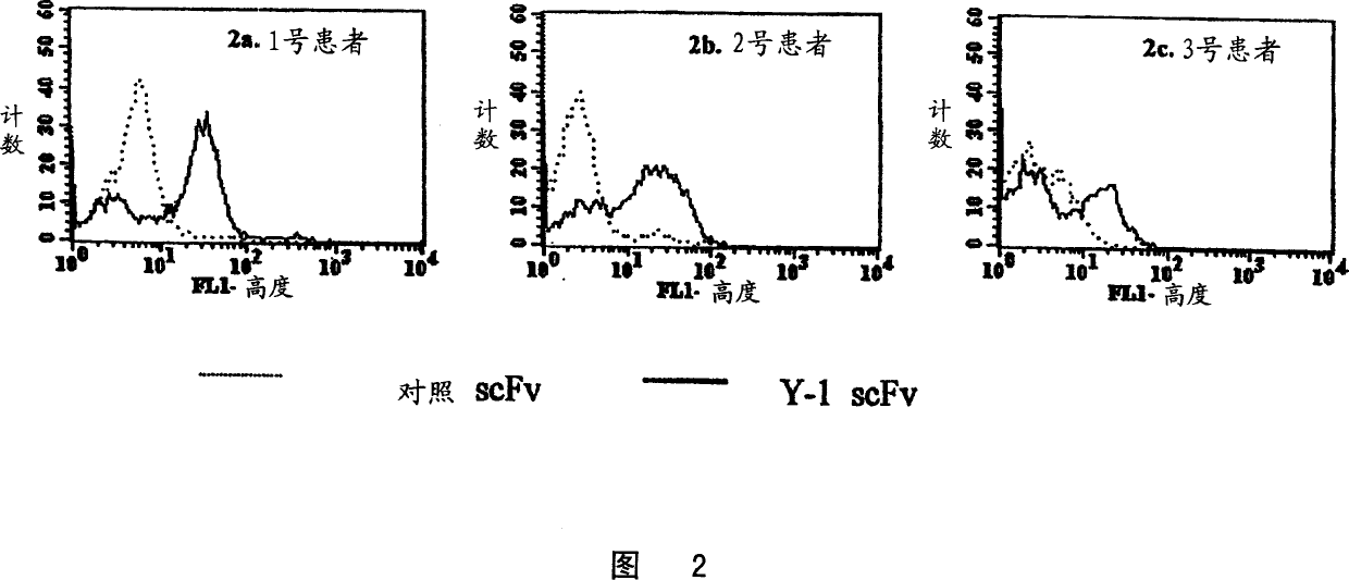 Specific human antibodies for selective cancer therapy