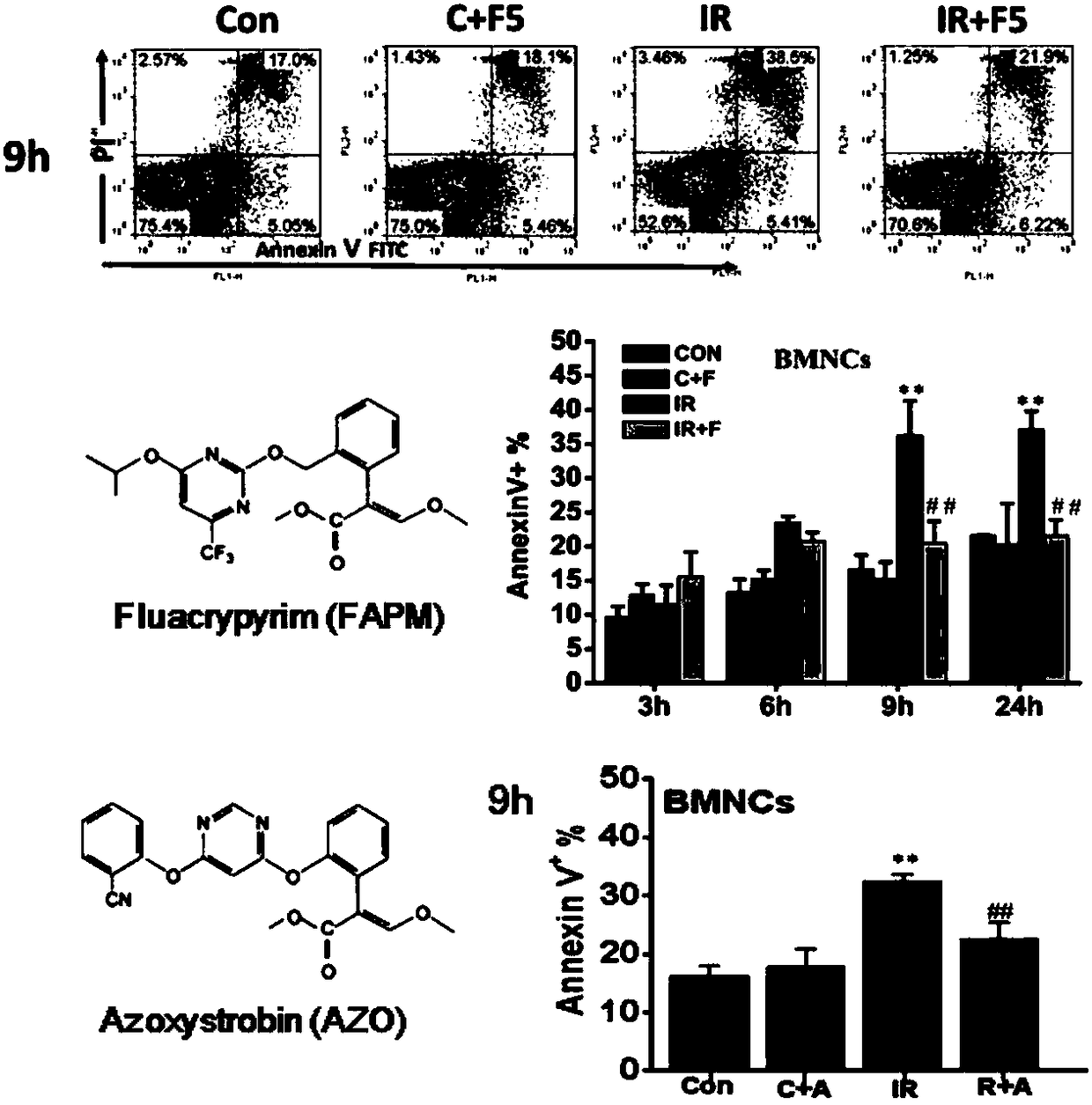 Application of beta-methoxyacrylate compound in preparing drugs for preventing and/or treating radiation damage