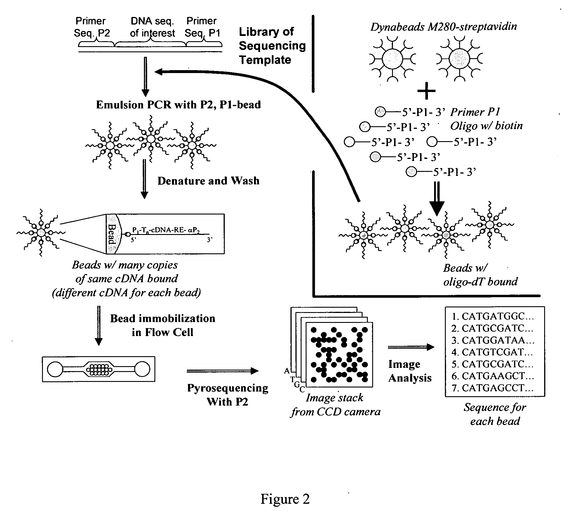 High throughput DNA sequencing method and apparatus