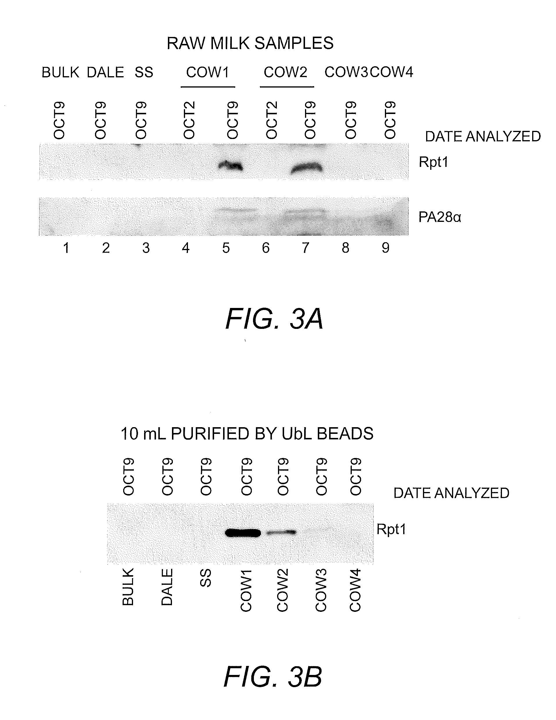 Methods and kits for detecting mastitis