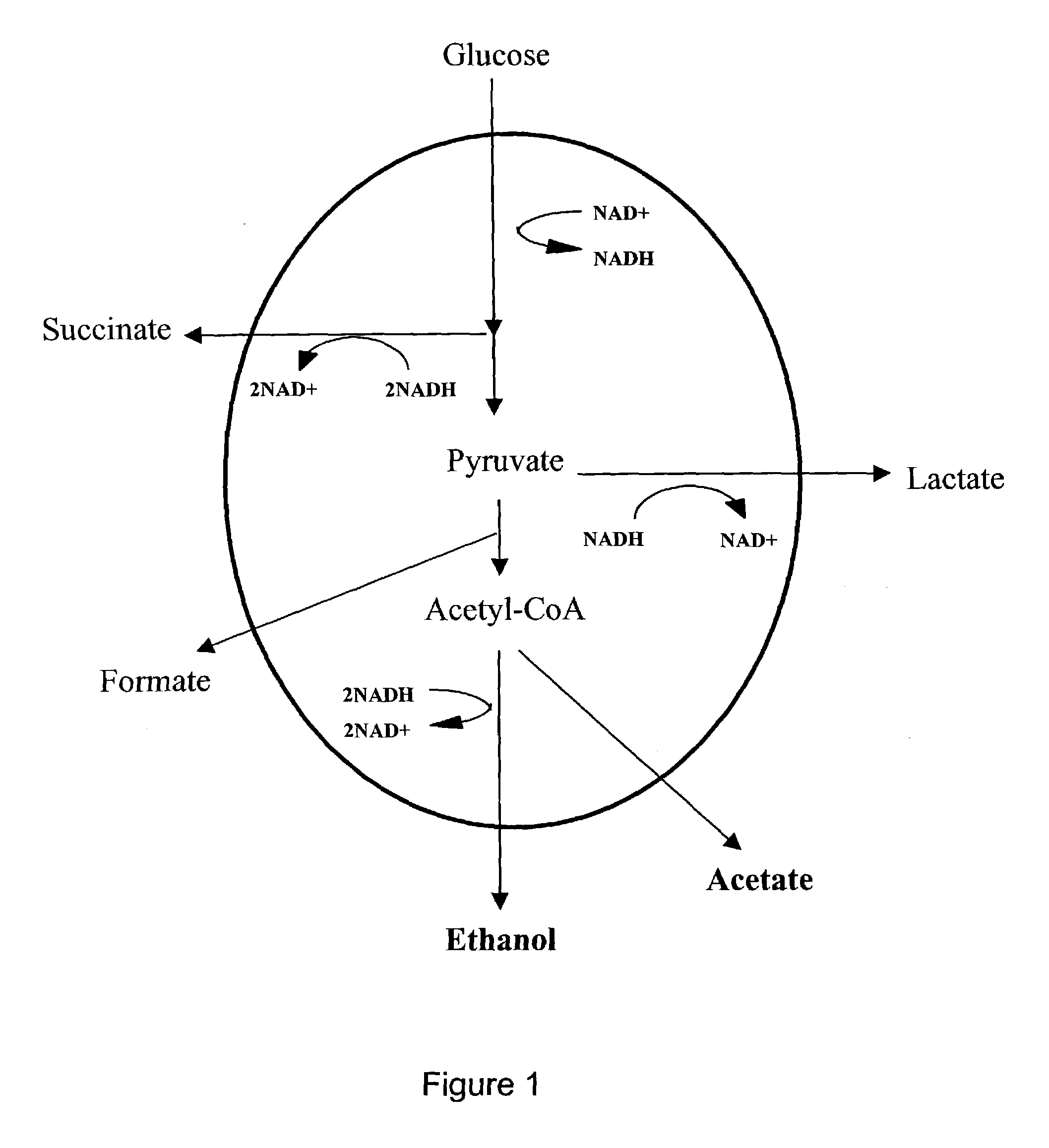 Recycling system for manipulation of intracellular NADH availability