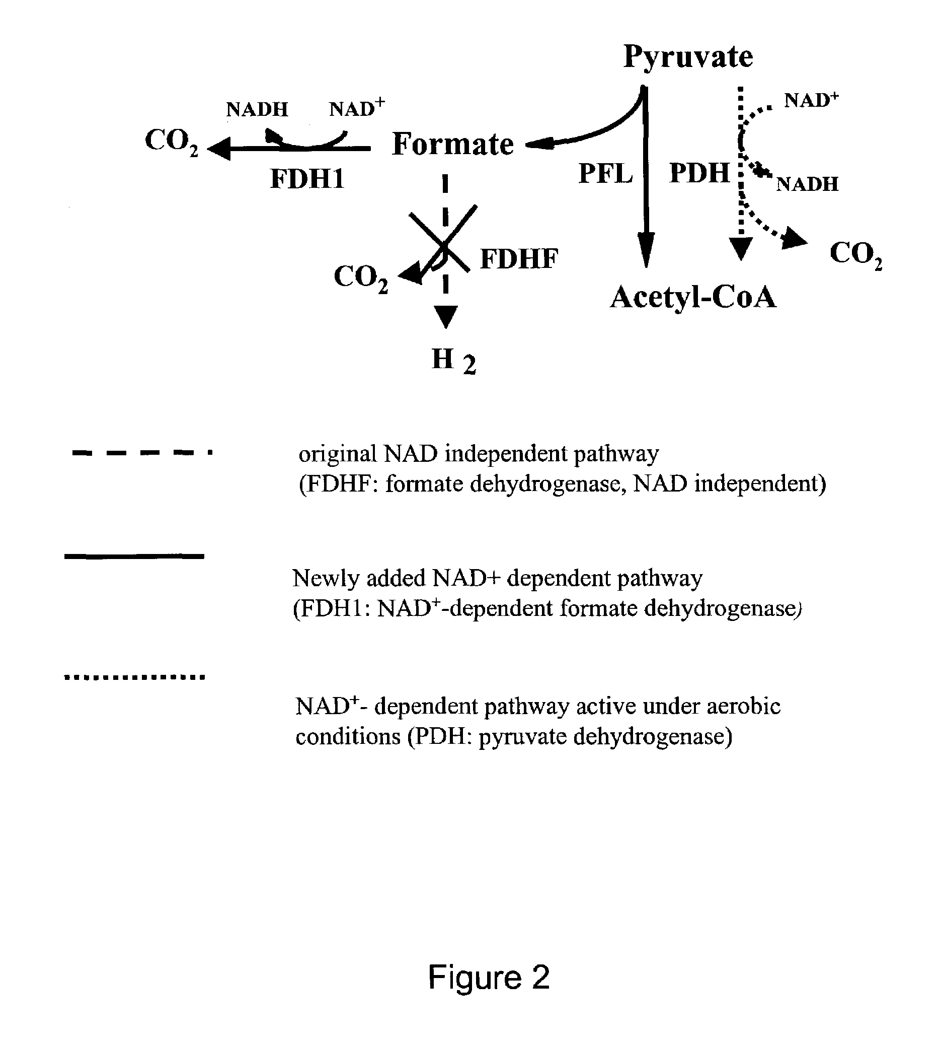 Recycling system for manipulation of intracellular NADH availability