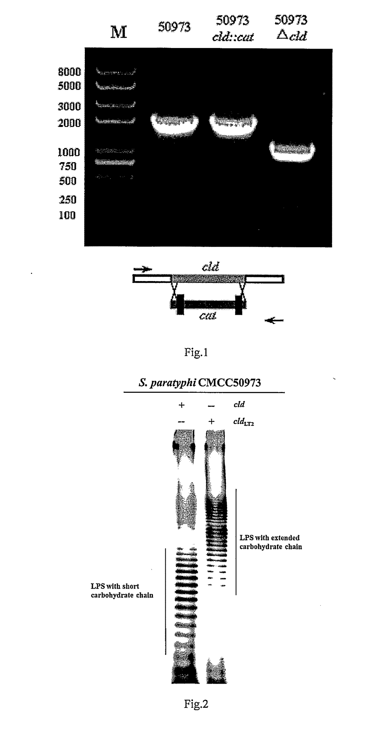 A Salmonella Paratyphi A with an O-Antigen Having an Extended Carbohydrate Chain and Use Thereof