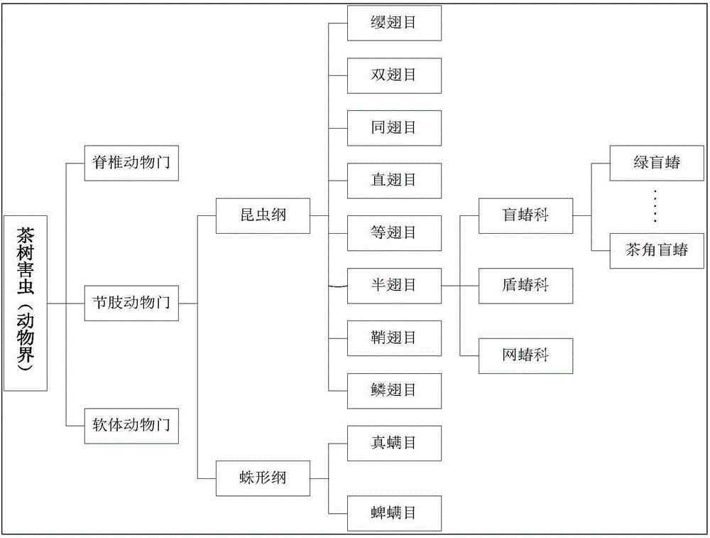 Camellia sinensis insect pest knowledge expression and sharing method based on ontology