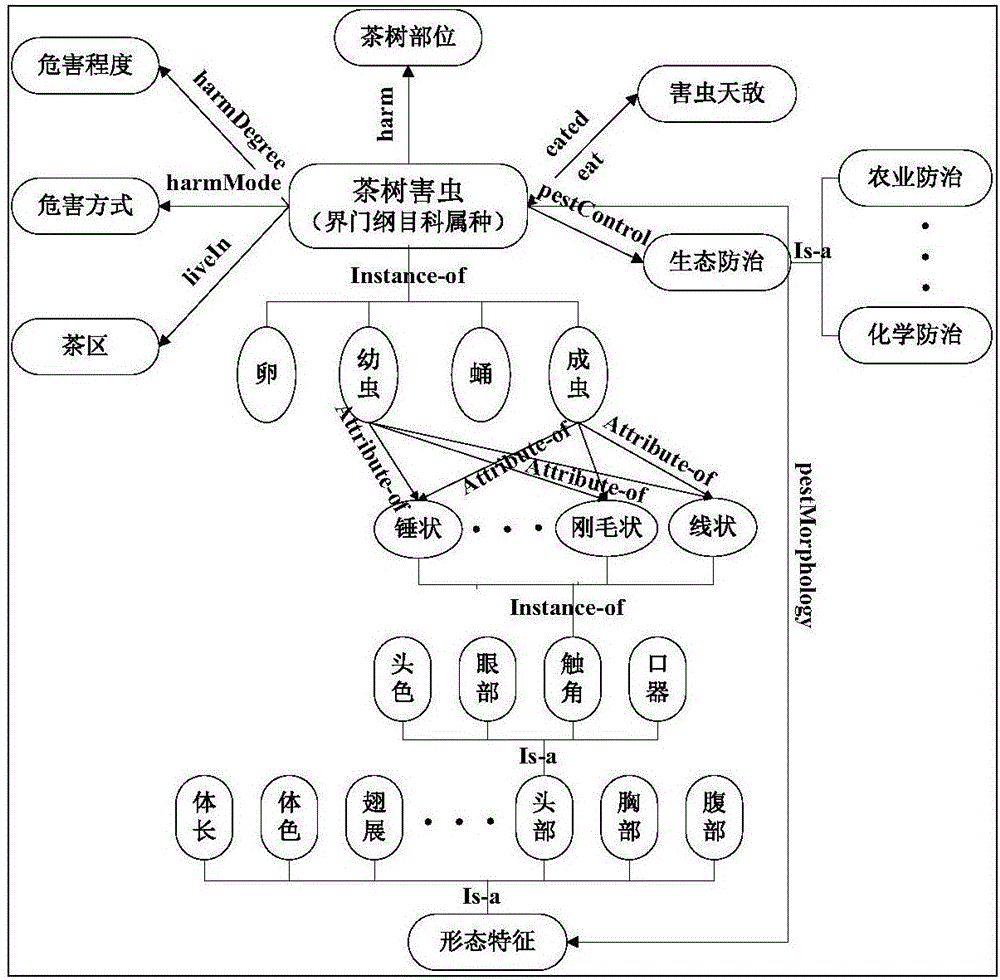 Camellia sinensis insect pest knowledge expression and sharing method based on ontology