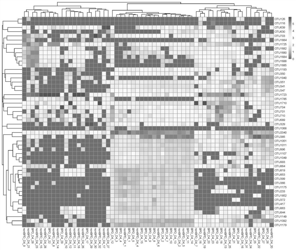 Application of enteric microorganism as marker of bronchial pulmonary dysplasia of premature infant