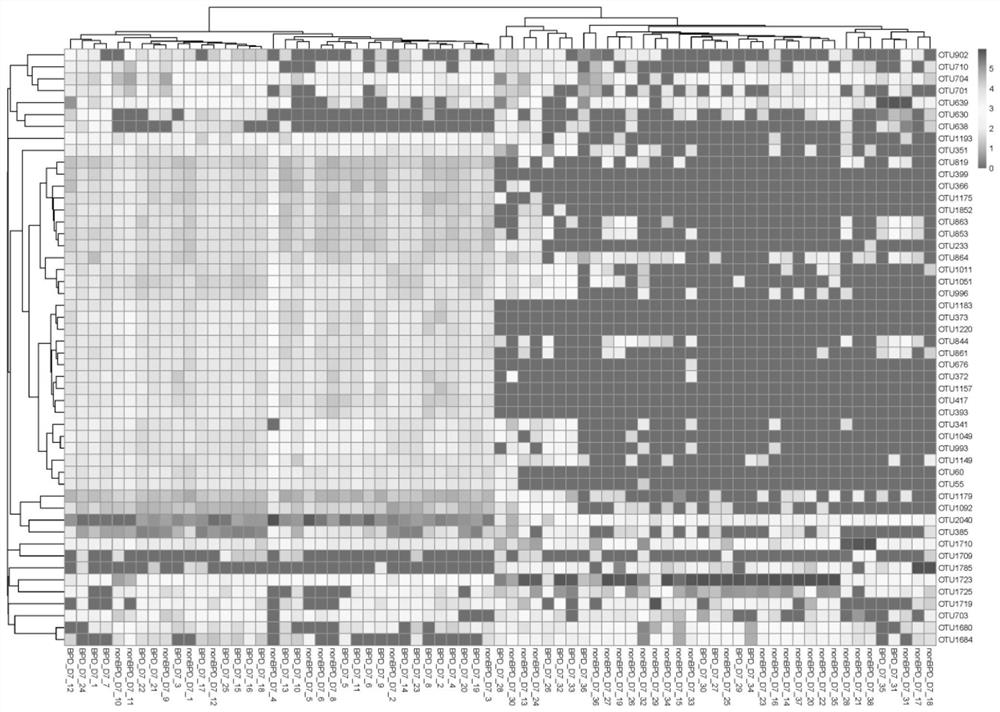 Application of enteric microorganism as marker of bronchial pulmonary dysplasia of premature infant