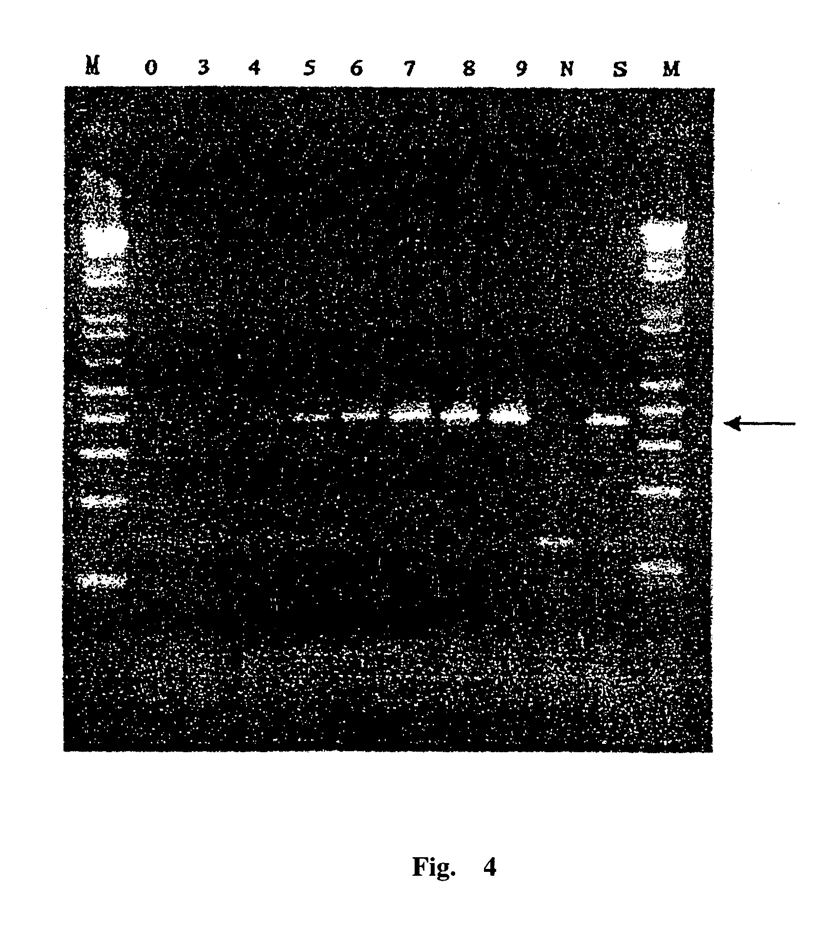 Intact hepatitis c virus and the method for culturing it in a vitro cell culture