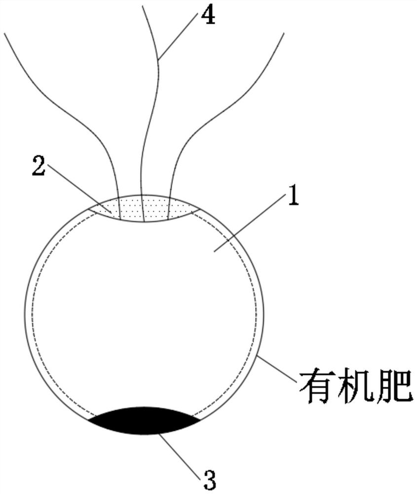 A kind of fixed-point application method of low diffusivity organic fertilizer