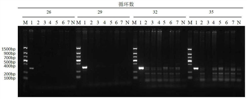 Specific primer pair for identifying processed auxiliary material turtle blood, kit and application