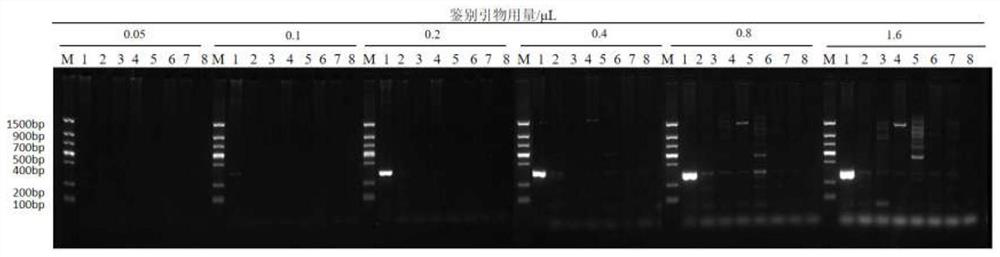 Specific primer pair for identifying processed auxiliary material turtle blood, kit and application