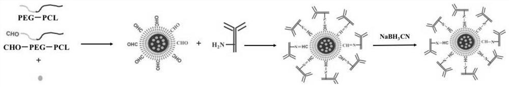 A targeted drug-loaded micelle suitable for loading hydrophobic chemicals