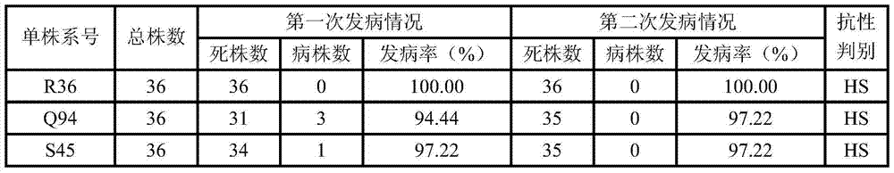 A method for identifying tobacco black shank resistant individual plants