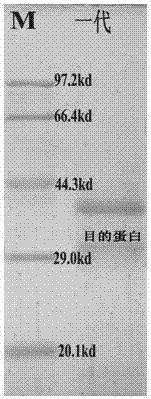 Optimized acid-resistant mannase MAN26gy as well as preparation method and application thereof