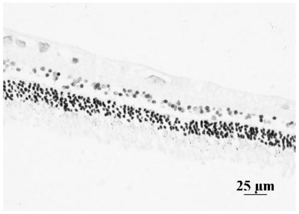 Sulfhydrylated hyaluronic acid polysaccharide hydrogel as well as preparation method and application thereof