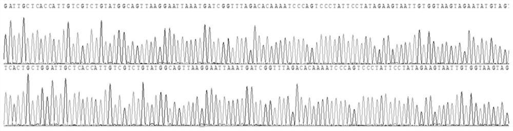 Primer, method and reagent kit for detecting HBB gene mutation