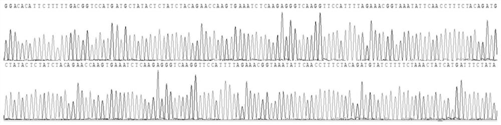 Primer, method and reagent kit for detecting HBB gene mutation