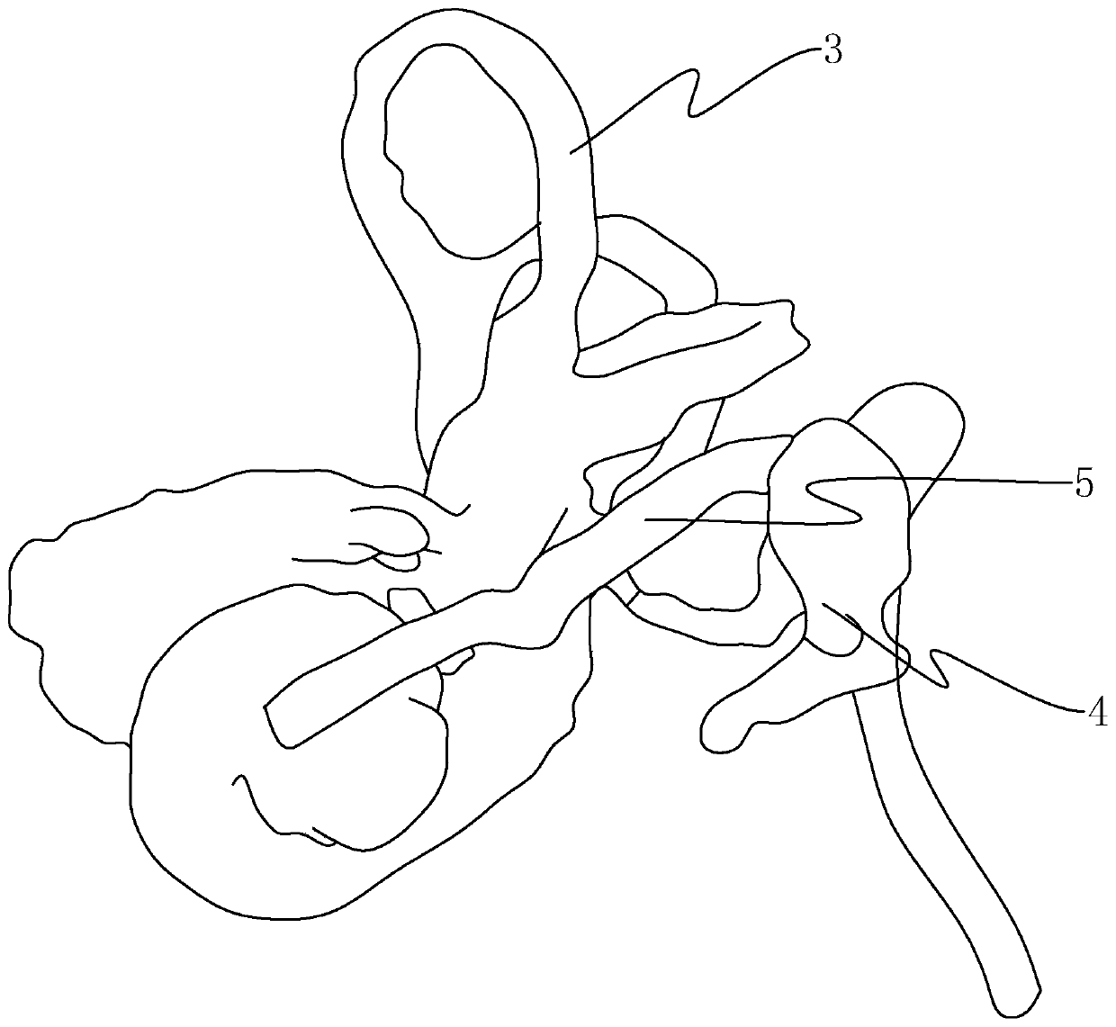 Temporal bone model and molding method thereof for surgical training