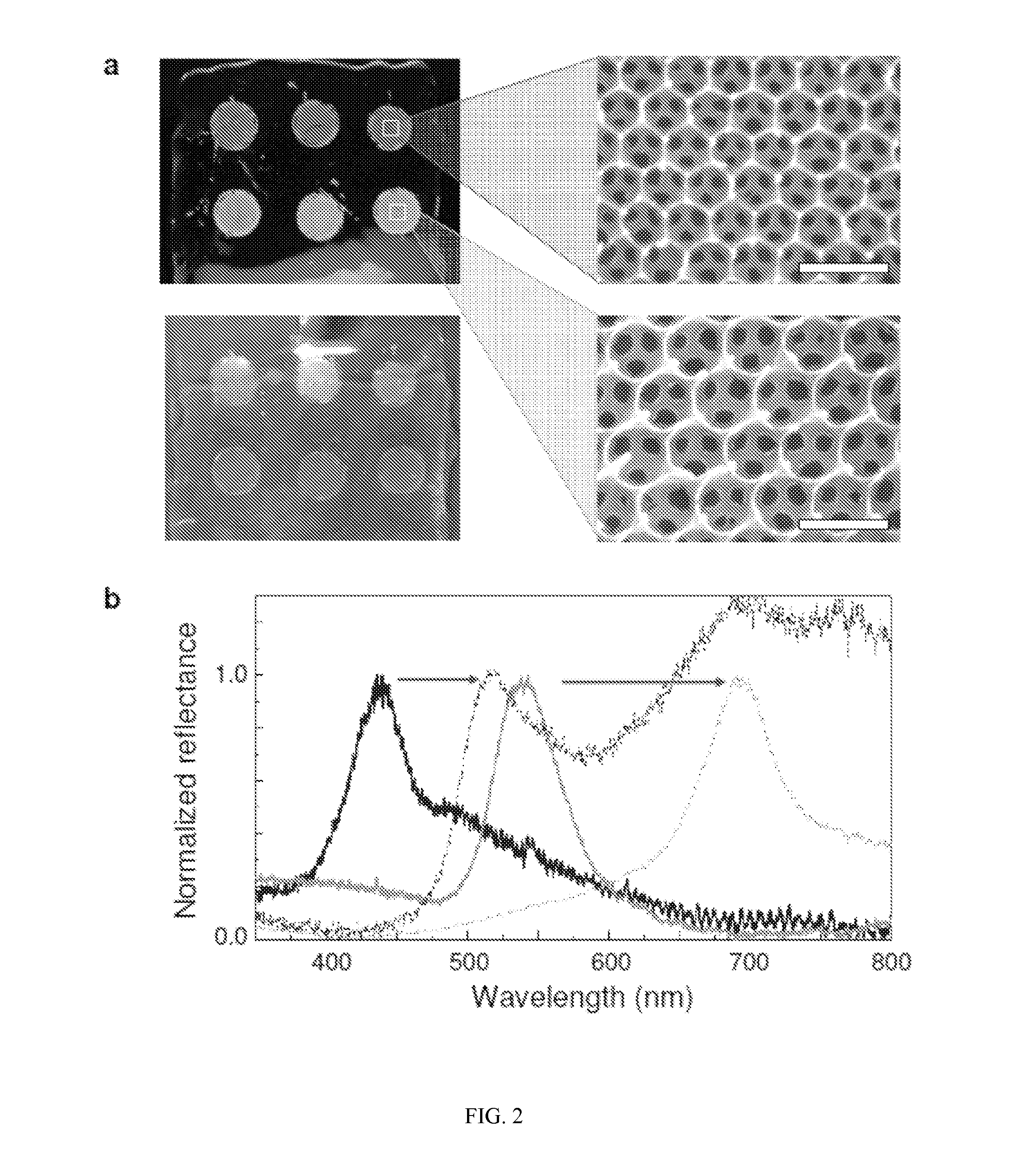 Signal enhancement by silk photonic crystals