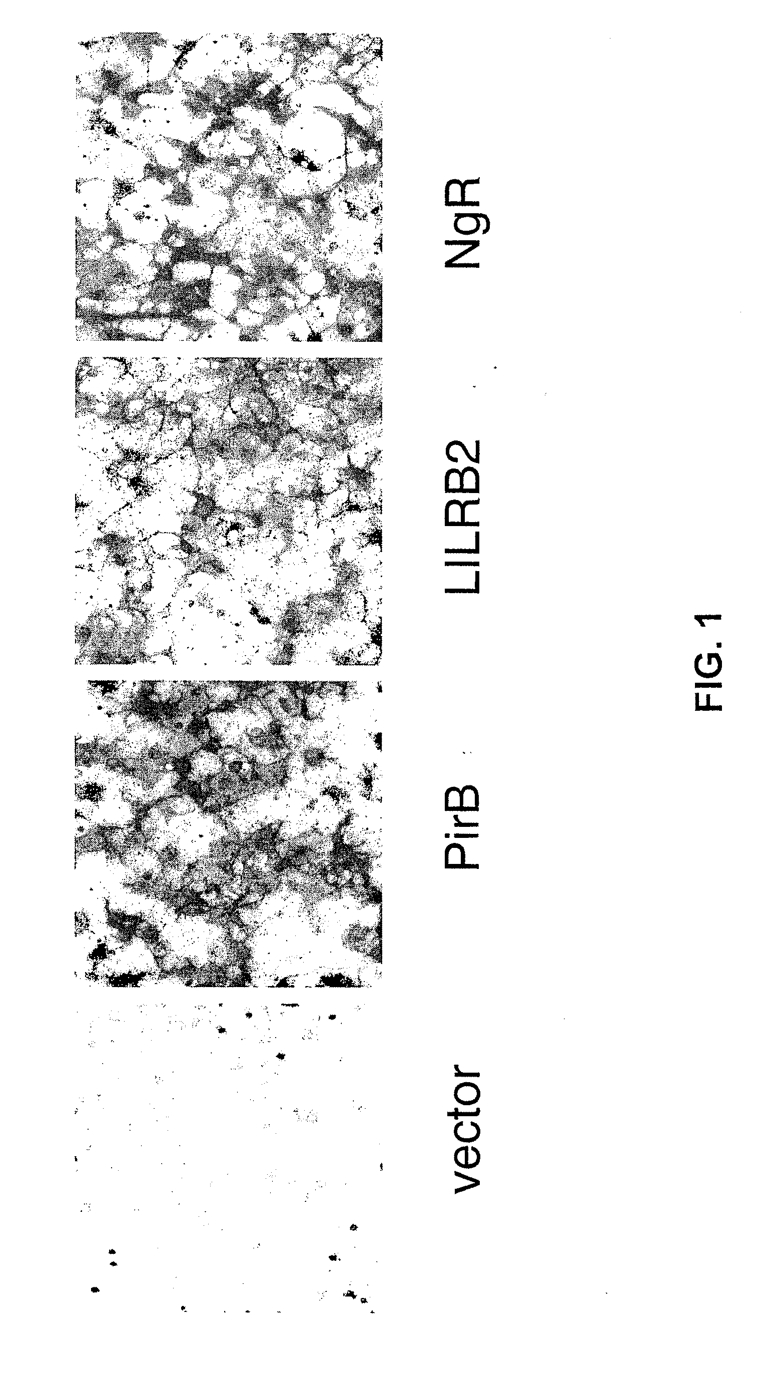 Modulators of neuronal regeneration