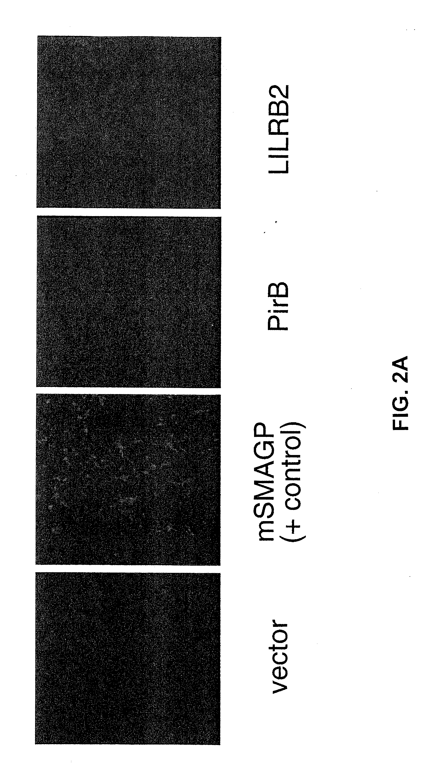 Modulators of neuronal regeneration