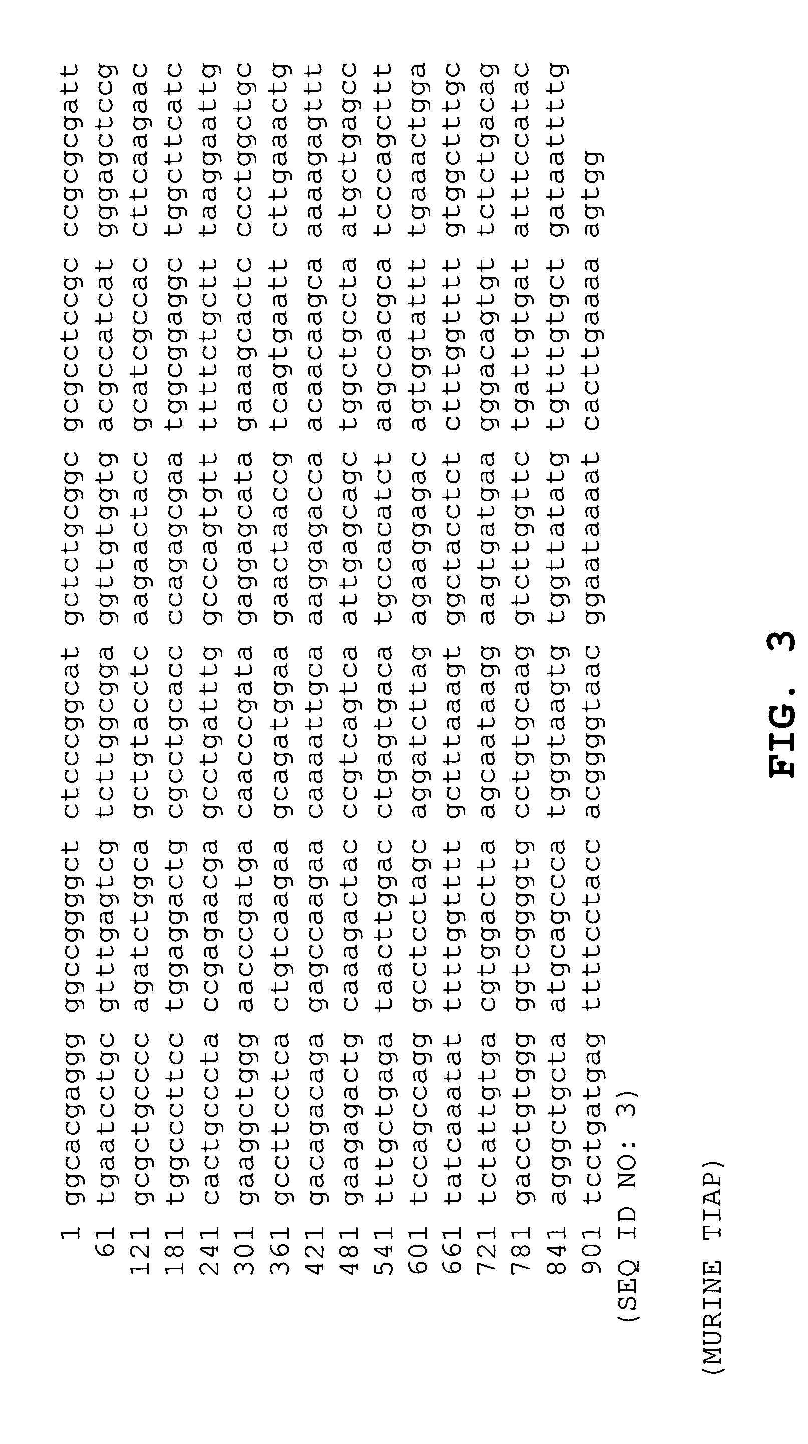 DNA vaccines against tumor growth and methods of use thereof