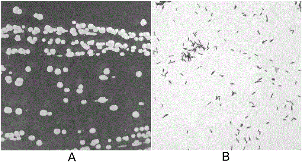 Bacteria strain of antagonistic plant pathogenic bacteria and application of bacteria strain