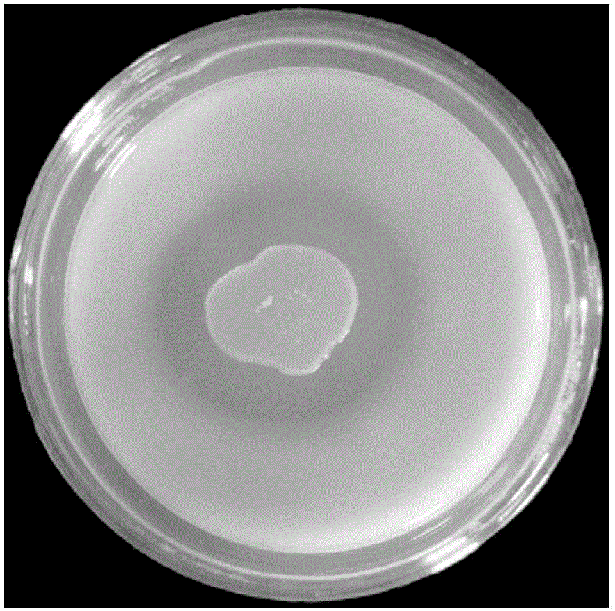 Bacteria strain of antagonistic plant pathogenic bacteria and application of bacteria strain