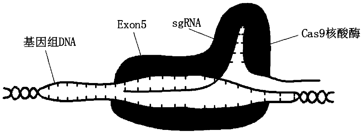 Construction method for taurine transporter gene knockout rat model based on CRISPR/Cas9 technology