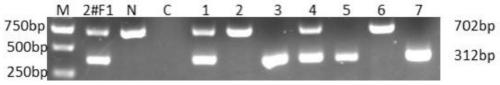 Construction method for taurine transporter gene knockout rat model based on CRISPR/Cas9 technology