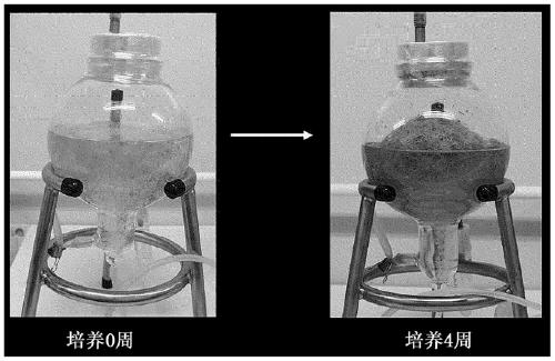 Method for producing coumestrol by using cultured roots of leguminous plant