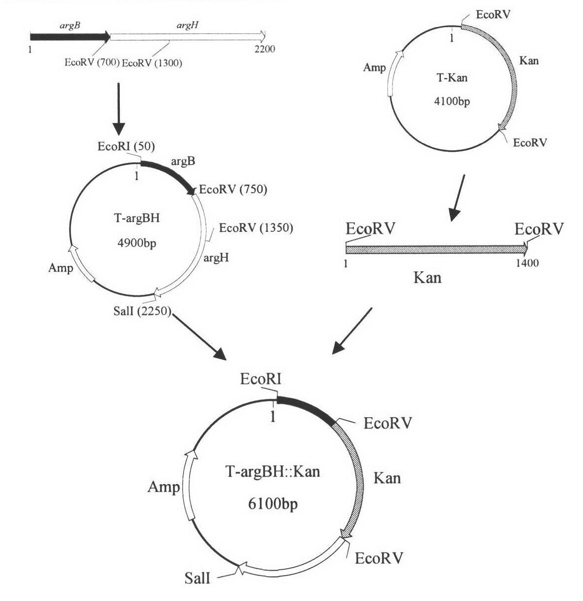 Method for quickly and efficiently screening L-arginine-producing strain