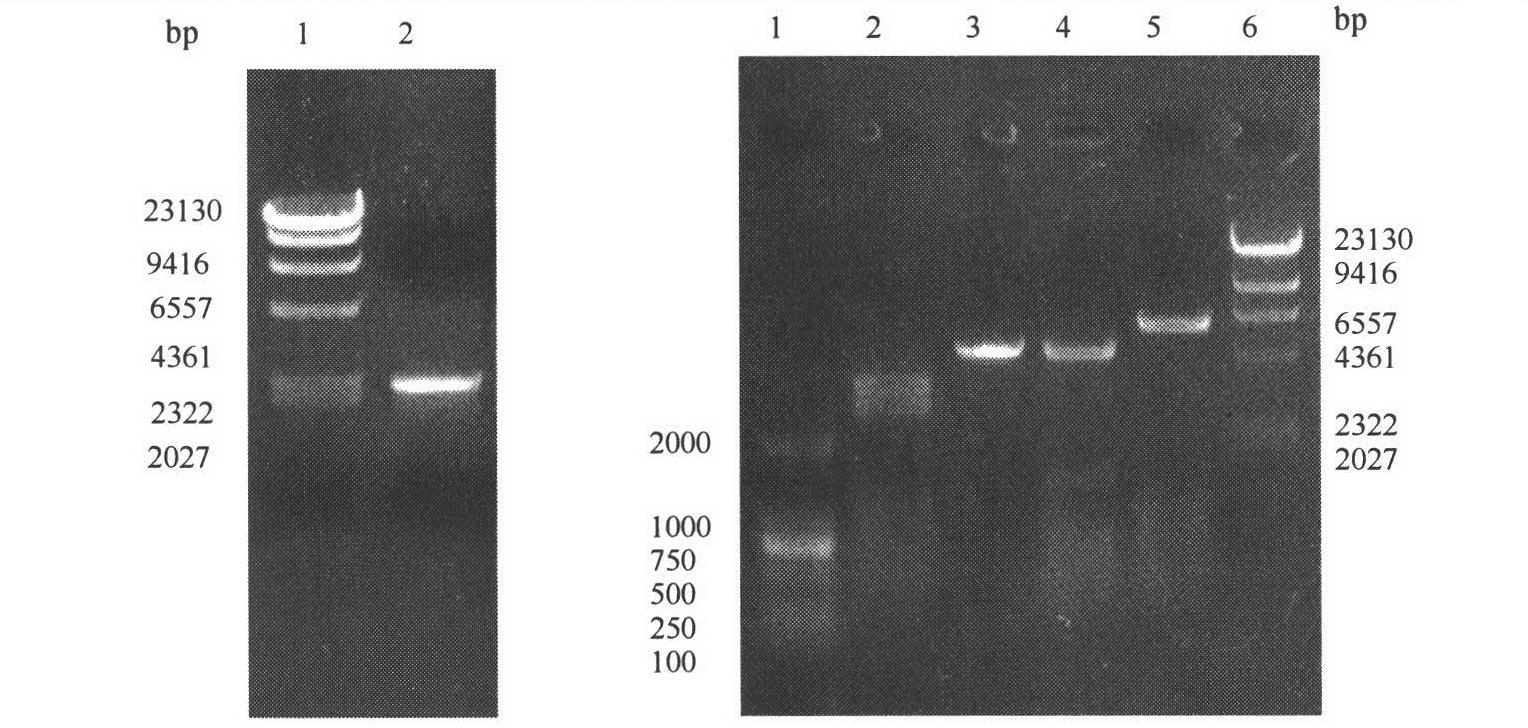 Method for quickly and efficiently screening L-arginine-producing strain