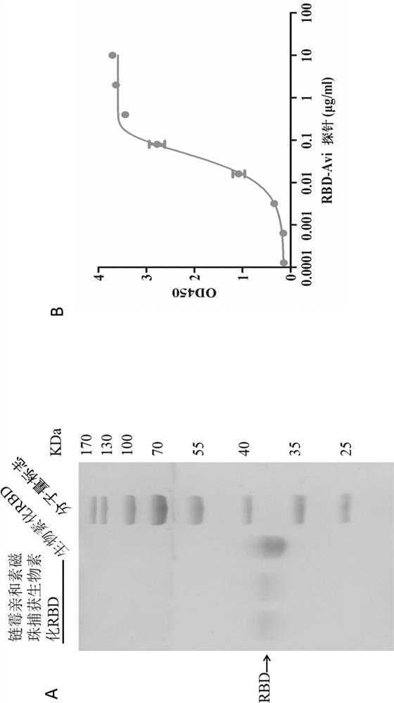 Broad-spectrum humanized anti-novel coronavirus monoclonal antibody and application thereof