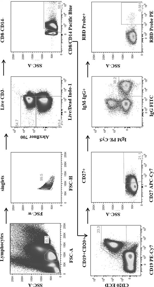 Broad-spectrum humanized anti-novel coronavirus monoclonal antibody and application thereof