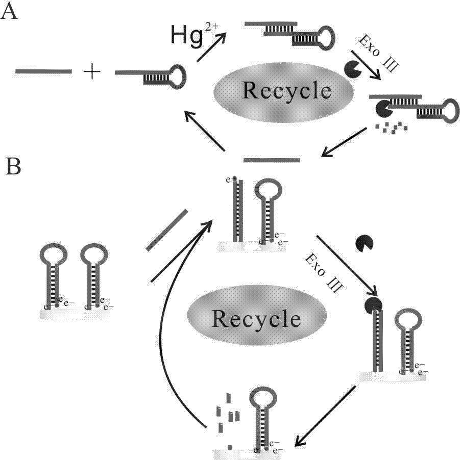 Biosensor for detection of mercury ions based on aptamer and preparation method thereof