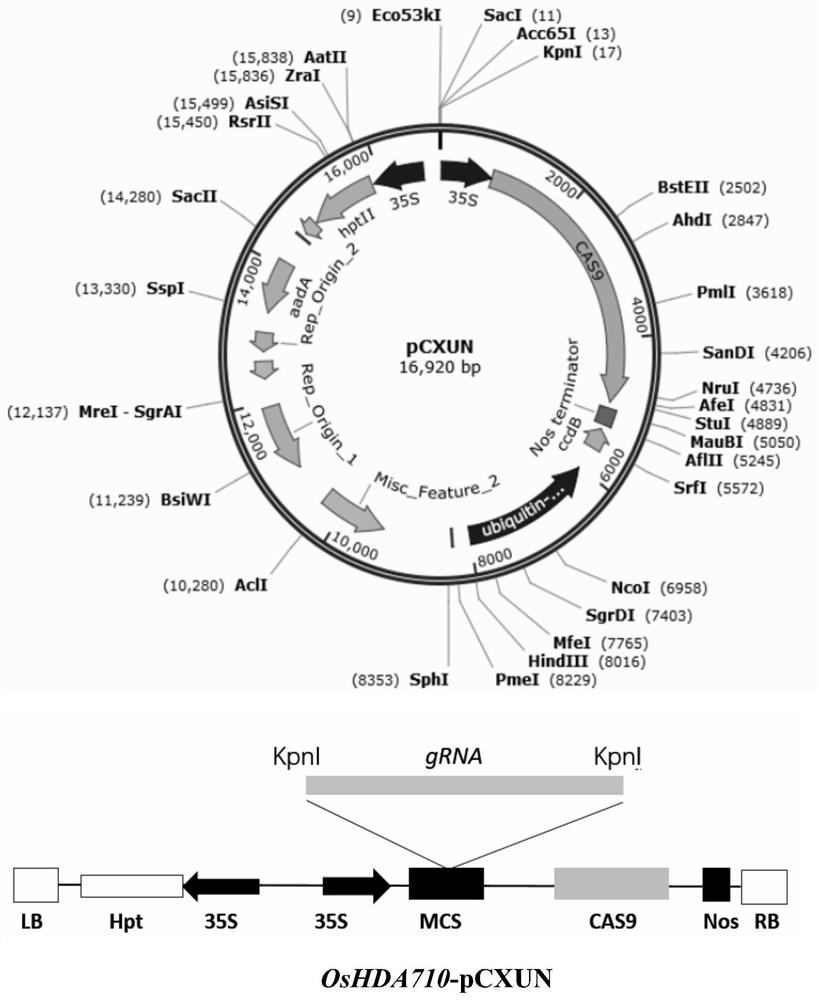 Application of OsHDA710 epigenetic regulatory factor gene in rice development and stress resistance