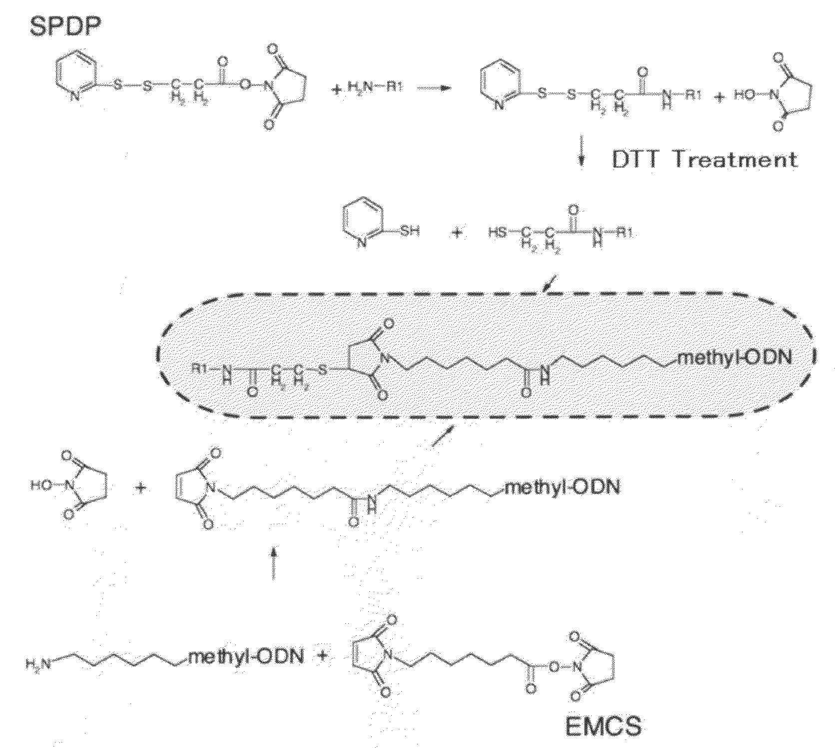 Anti-Methylated Dna Antibody and Method for Production Thereof