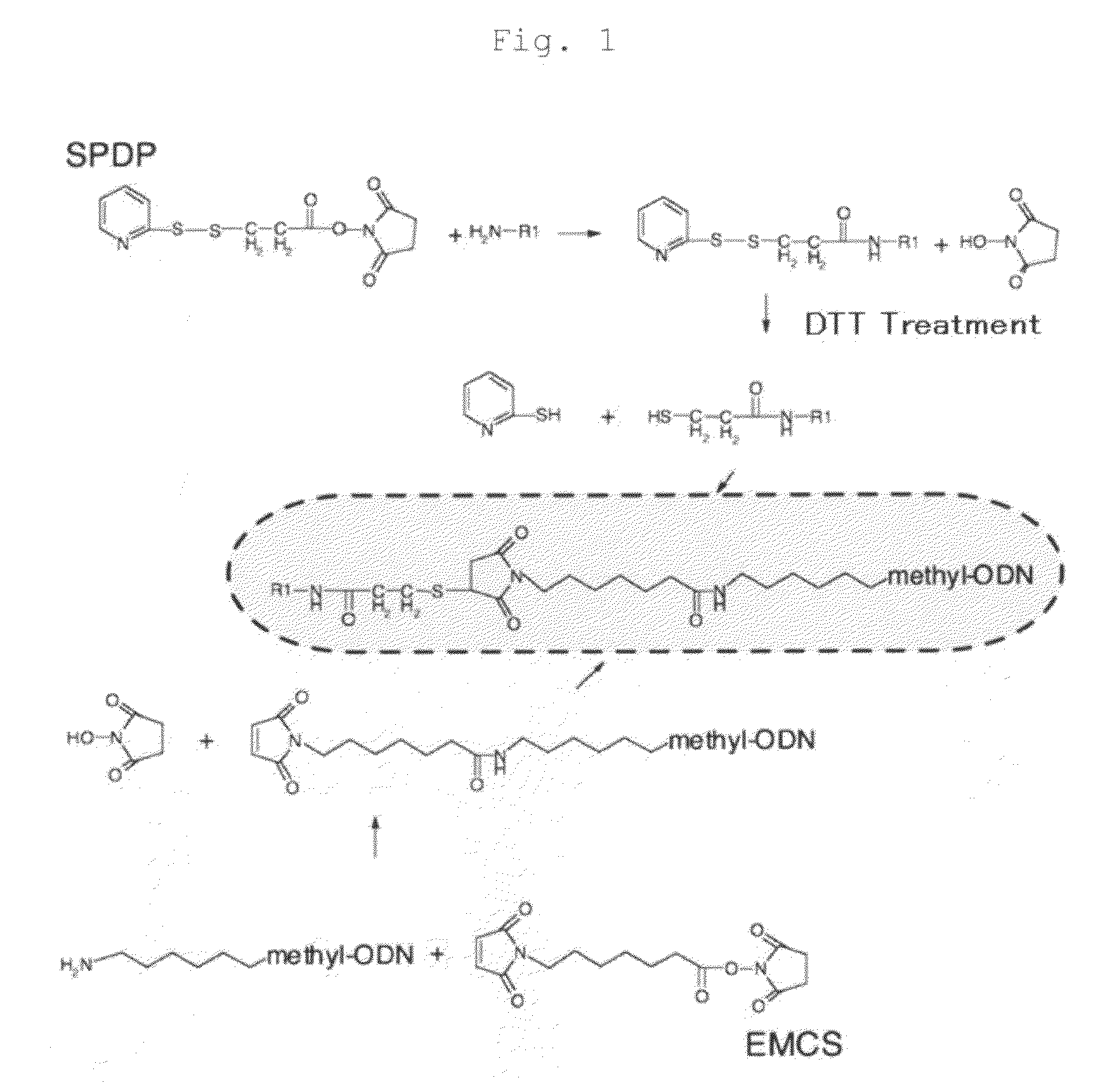 Anti-Methylated Dna Antibody and Method for Production Thereof