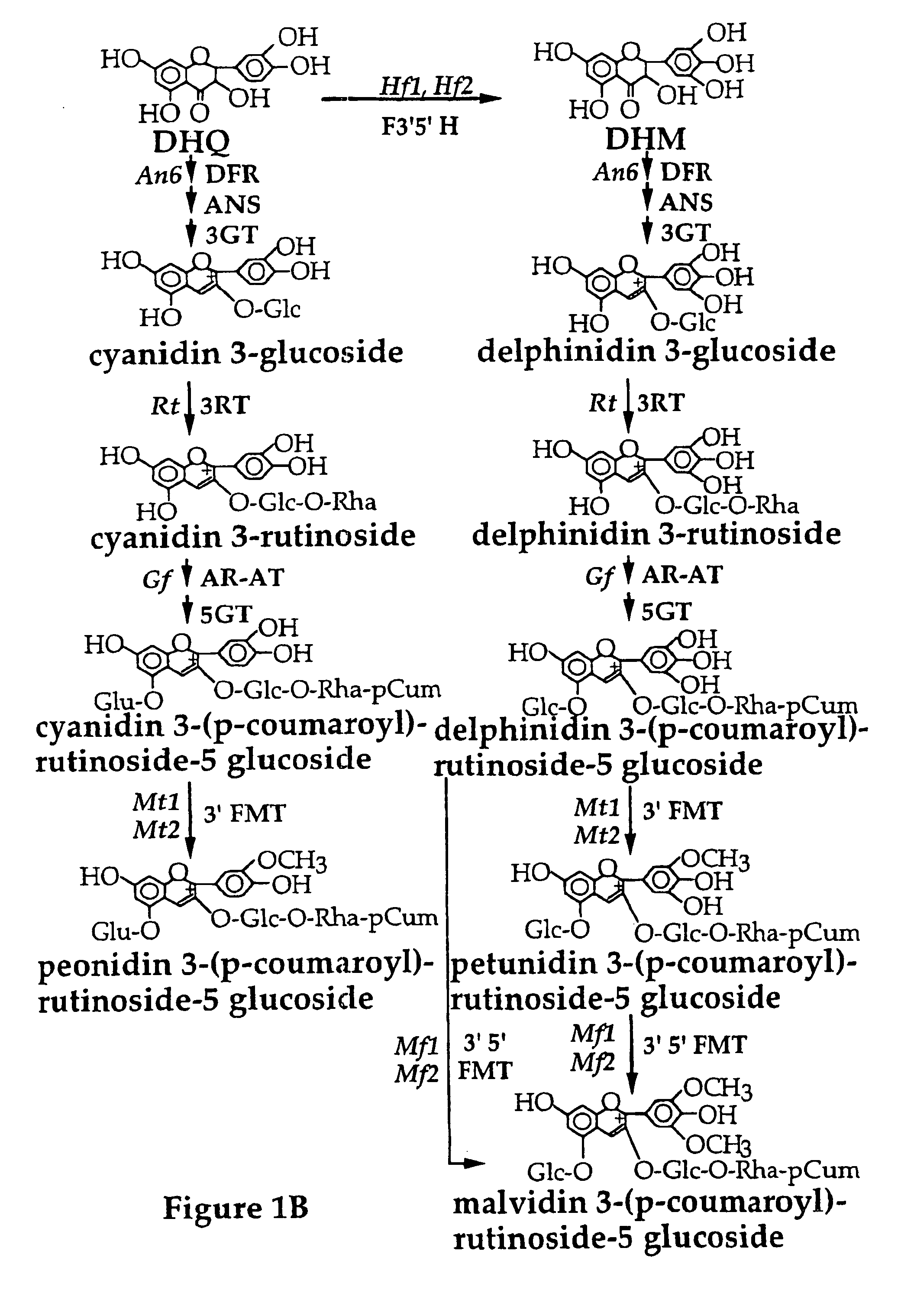 Genetic sequences having methyltransferase activity and uses therefor