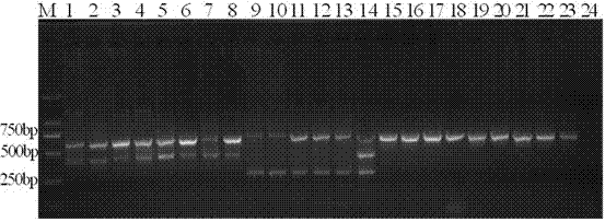 Primers and method for directly and simultaneously detecting Meloidogyne and Rotylenchulus reniformis in soil